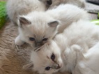 Ragdoll kočičky
