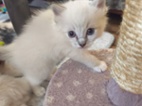 Ragdoll kočičky
