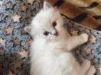 Ragdoll kočičky