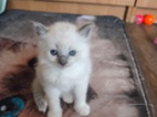 Ragdoll kočičky