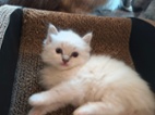Ragdoll kočičky