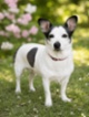 Jack Russell teriér