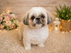 Roztomilá štěňátka shih-tzu hledají Nový