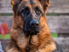 Německý ovčák
