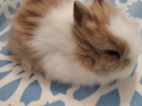 Prodám mláďata zakrslých Teddy králíčků