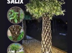 Pletená vrba SALIX, americká vrba