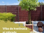 Pletená vrba SALIX, americká vrba