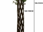 Pletená vrba SALIX, americká vrba