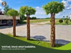 Pletená vrba SALIX, americká vrba