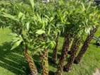 Pletená vrba SALIX, americká vrba