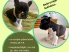 Štěňátka francouzských buldočků s PP