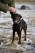 Německý lovecký teriér (Jagdterrier)