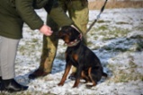 Německý lovecký teriér (Jagdterrier)