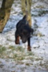 Německý lovecký teriér (Jagdterrier)