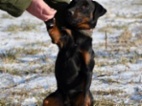 Německý lovecký teriér (Jagdterrier)