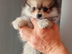 Pomeranian klouček