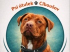 Americký pitbulteriér