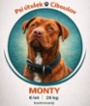 Americký pitbulteriér