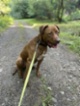 Americký pitbulteriér