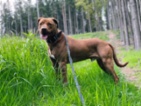 Americký pitbulteriér