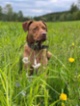 Americký pitbulteriér