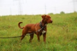 Americký pitbulteriér