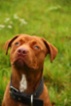 Americký pitbulteriér