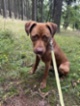 Americký pitbulteriér