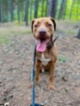 Americký pitbulteriér