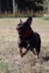 Francouzský buldoček