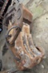Caterpillar, MP20 PP nůžky 2t roto beton