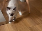 Ragdoll - koťata