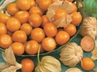 Mochyně peruánská ( Physalis )-sazenice