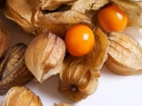Mochyně peruánská ( Physalis )-sazenice