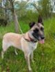Belgický ovčák – Malinois