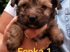 Jorkšírský teriér, maličká štěňátka