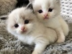 Koťátka Ragdoll