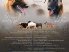 Belgický ovčák - Malinois, štěňátka s PP