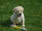 Labrador
