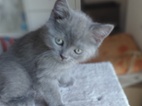 Scottish Fold