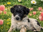 Bordel kolie Merle modro stříbrná
