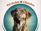 Pes z útulku