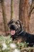 Pes z útulku