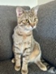 Kočka domácí