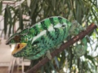 Furcifer pardalis Nosy be