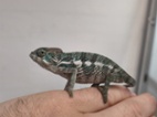 Furcifer pardalis Nosy be