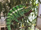 Furcifer pardalis Nosy be