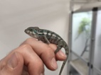 Furcifer pardalis Nosy be