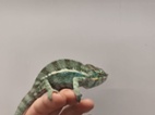 Furcifer pardalis Nosy be