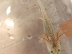 Axolotl